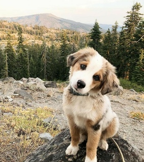 animals, amor and perros