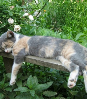 nature, naturecore and greenary