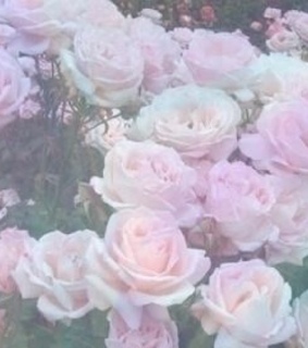 pink pastel, garden and roses
