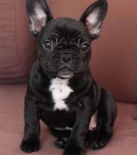 beautyful, dog and animals