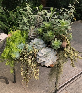 nature, plants and bodensee