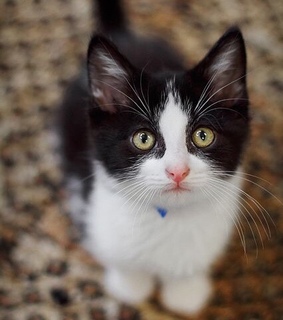 animals, cat and baby