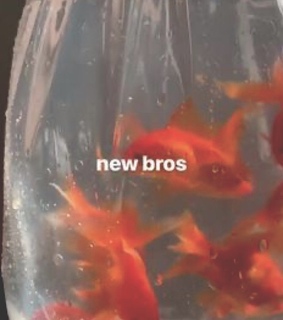 pets, fish and goldfish