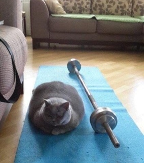 momo, meme and memes