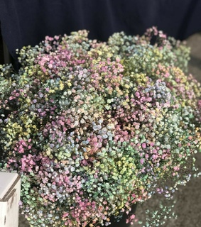 flora, winter and spring