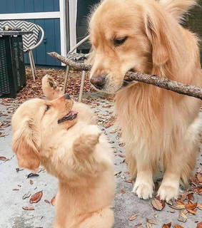 beautiful, dogs and sweet