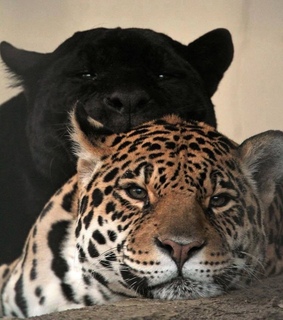 theme, animals and feeds