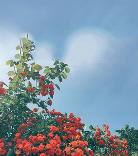 flower, romantic and wallpaper