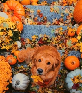 dog, fall decor and autumn