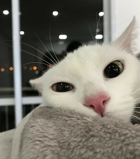 aesthetic, indie and pale