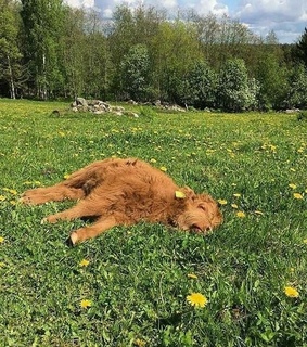 magic place, garden and flowers