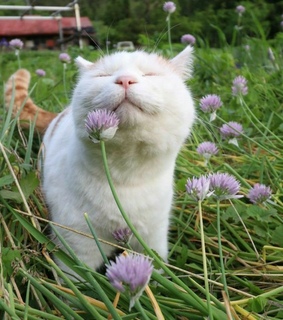 cats, aesthetic and fairy land