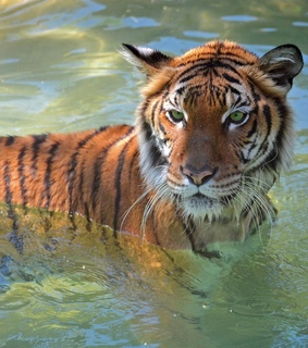 themes, archive and animales