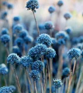 flower, romantic and princess