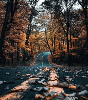 fall, leaves and road