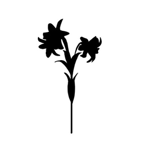 flowers, editing and overlay