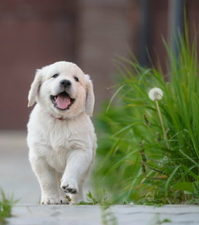 photography, dogs and puppy