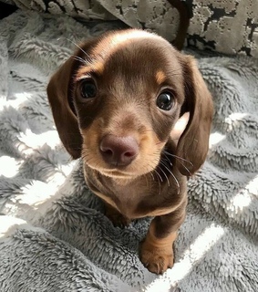 adorable, cute and puppy