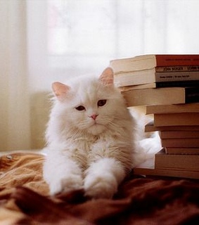 bookworm, books and animals