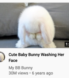 alternative, bunny and grunge