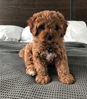 hairy, dreamy and animals