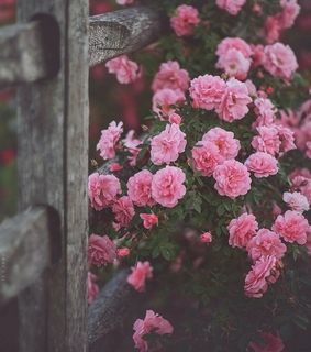 field, ???? ??? and flowers