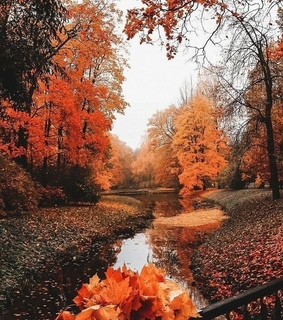 fall, nature and autumn