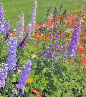 flower, aesthetic and view