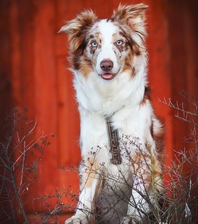 australian sheppard, beautyful and sweet