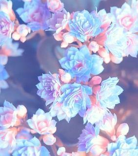 romantic, wallpaper and rose