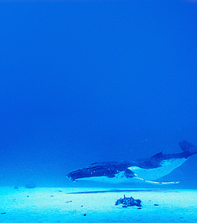 beautiful, blue and underwater