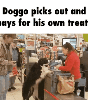 animals, dogs and funny