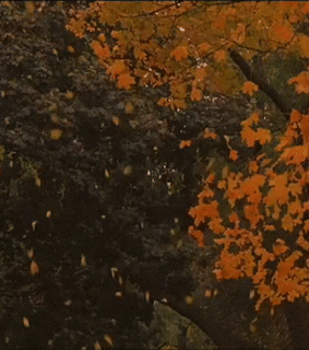 forest, autumn colors and fall colors