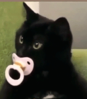 kitten, adorable and animals